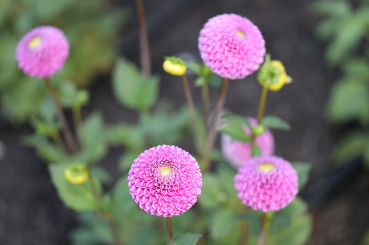 How to overwinter Dahlias