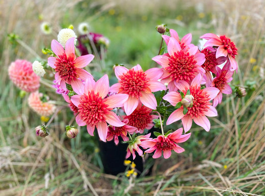 A bucket full of Totally tangerine  Dahlias - an anemone type dahlia.