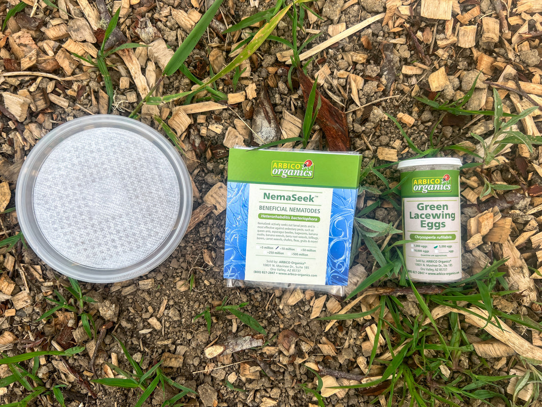 Using Beneficial Insects to Combat Pests