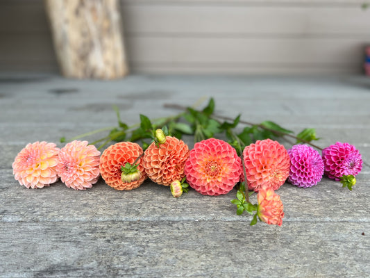 Our Dahlia field preparations 2023