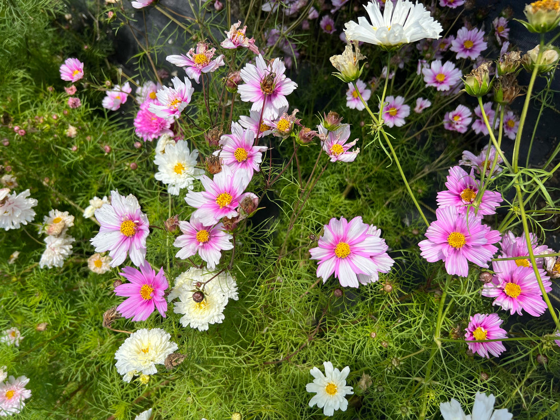 How to grow Cosmos