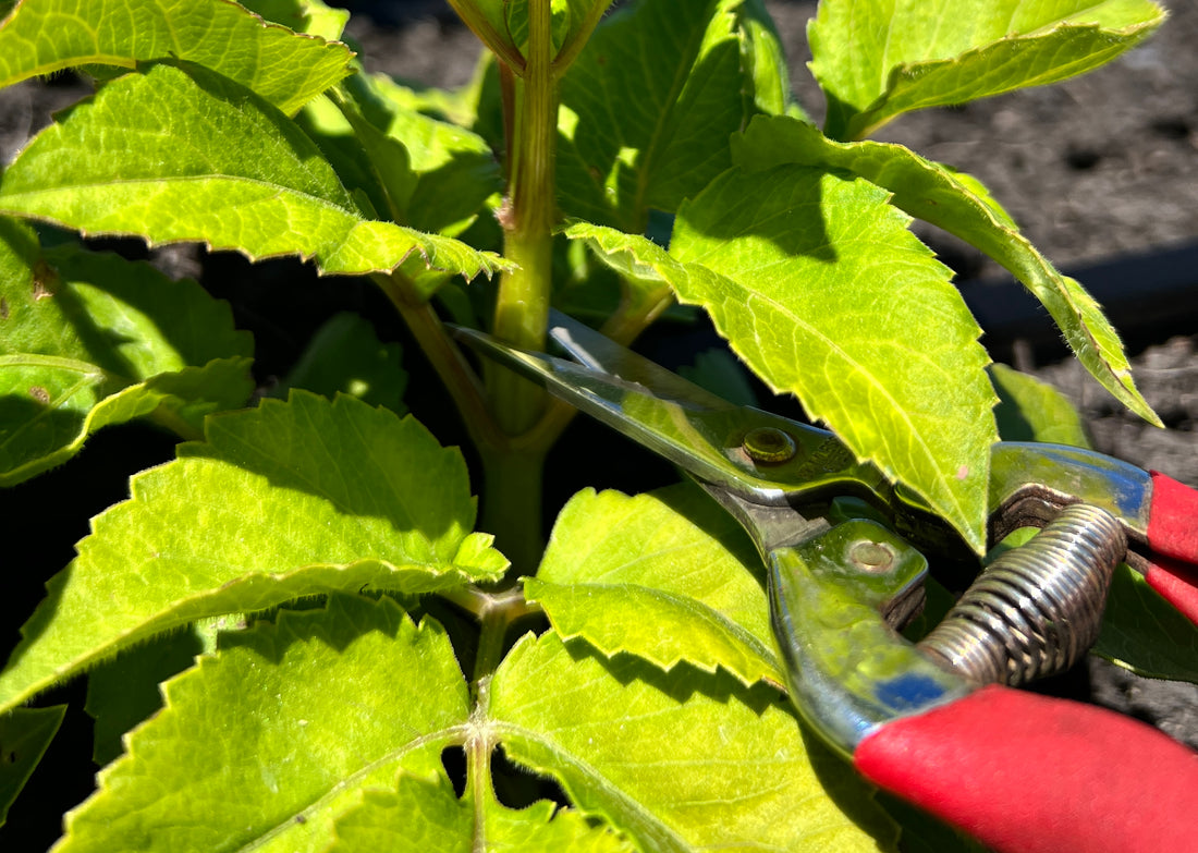 How to pinch dahlias for more flowers