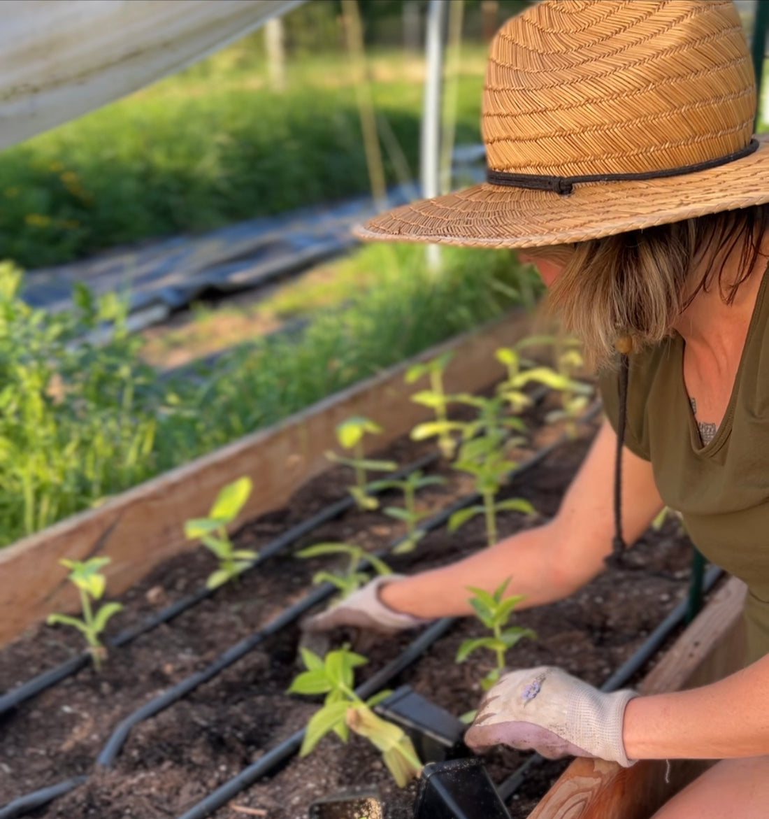 3 Essential Transplanting Tips for a healthy start