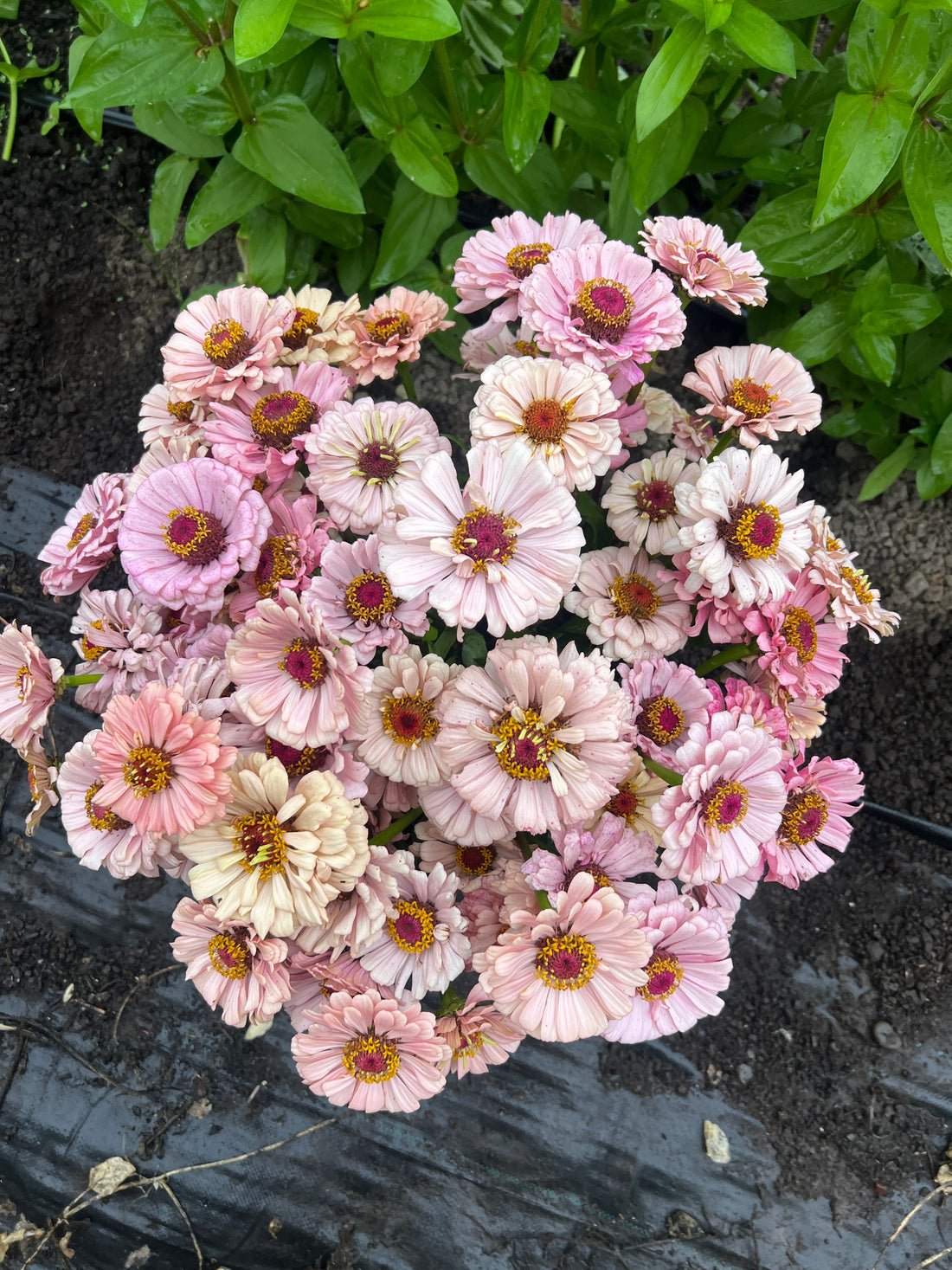 How to grow Zinnias