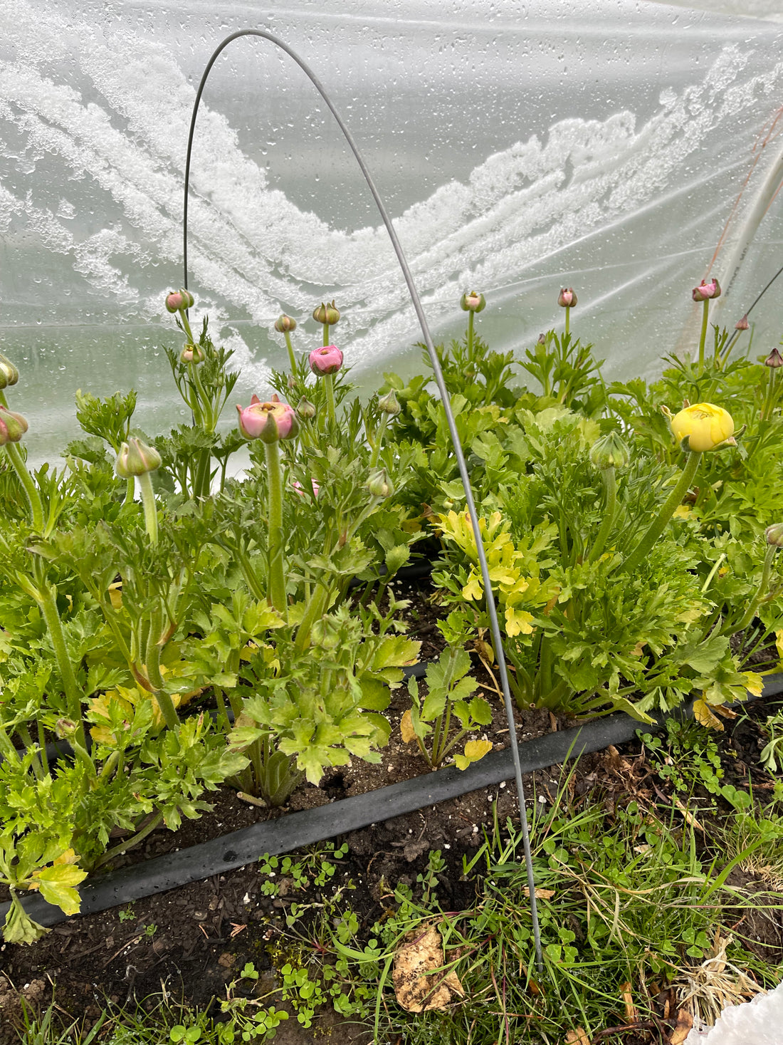 How to care for ranunculus during the winter