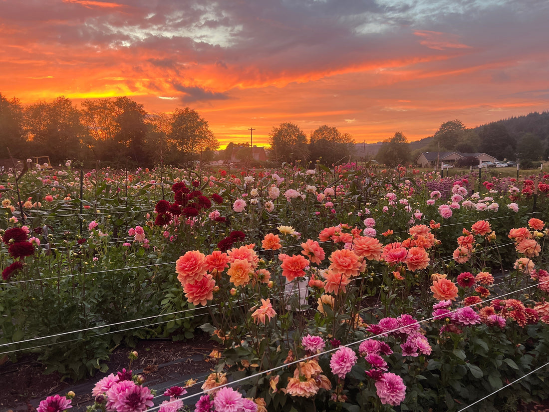 Growing Dahlias from Seed