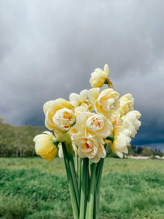 What flowers are in season?