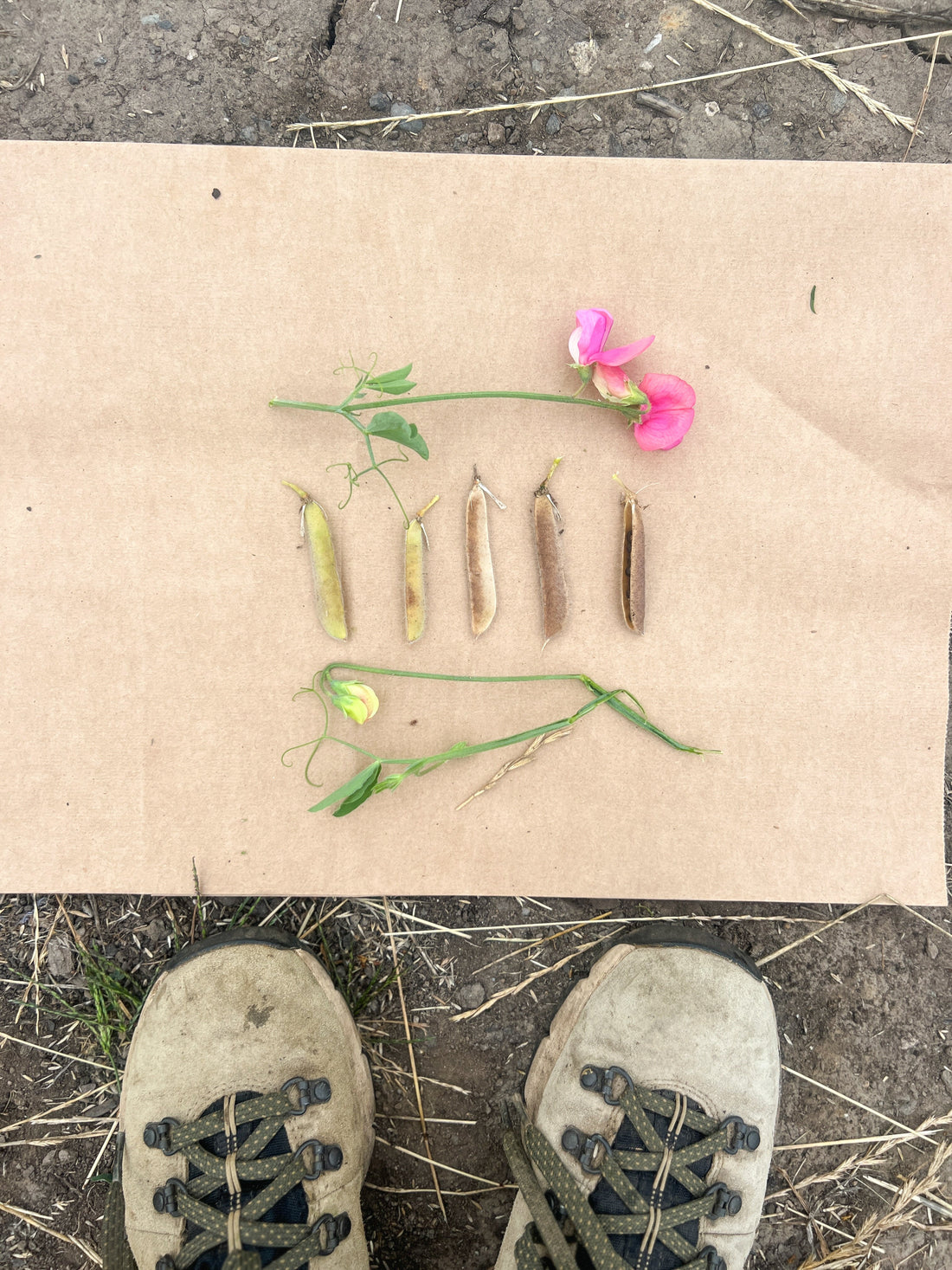 image of a piece of brown paper with a sweet pea flower and stem as well as 5 sweet pea pods showing the range of ripeness for harvesting seeds