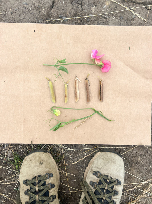 image of a piece of brown paper with a sweet pea flower and stem as well as 5 sweet pea pods showing the range of ripeness for harvesting seeds