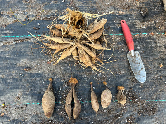 Dahlia Tubers vs. Clumps