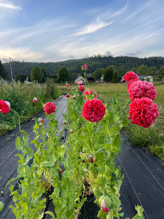 How to Grow Poppies