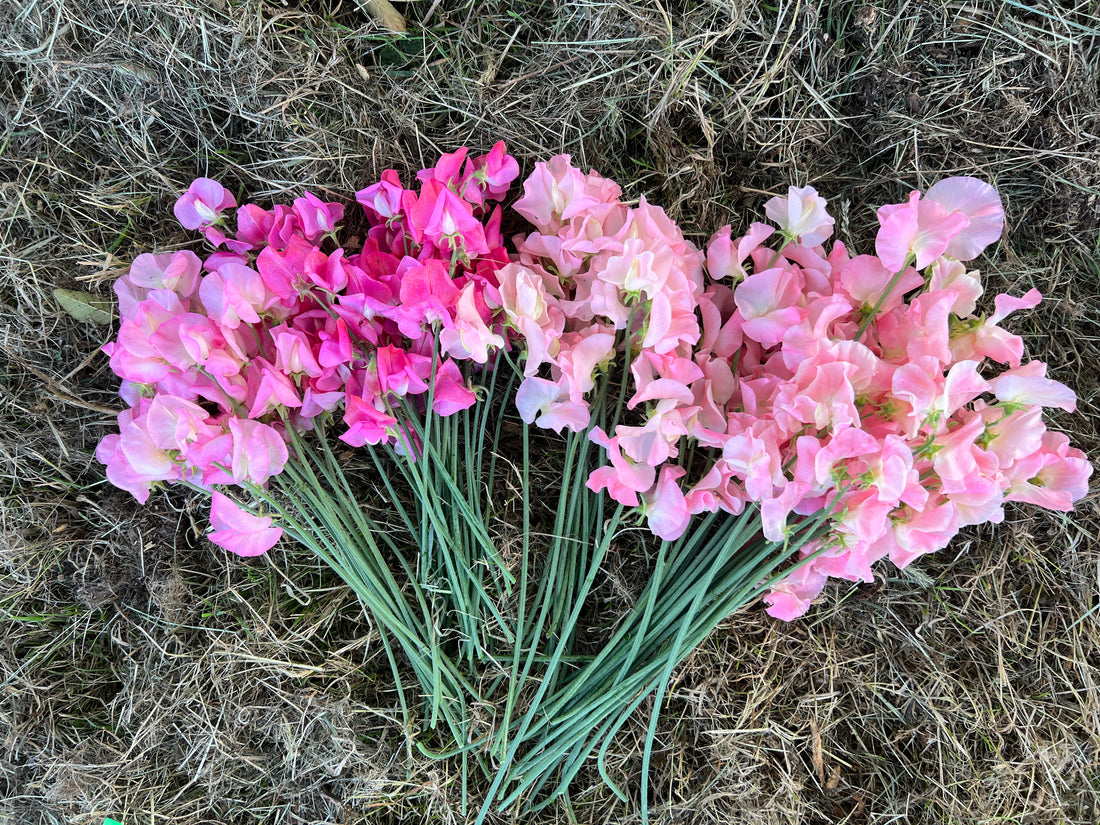 Sweet Peas Tips & Tricks