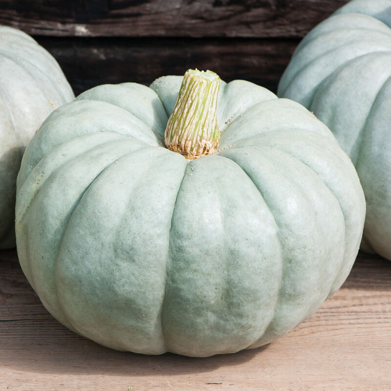 How to Grow Pumpkins