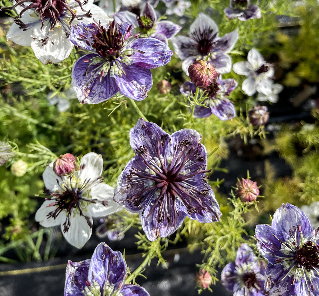 How To Grow Nigella 'Love-in-a-Mist'
