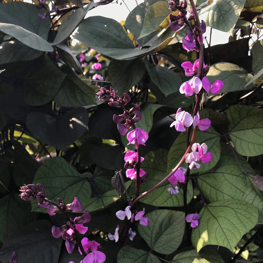 How to Grow Hyacinth Bean 'Ruby Moon'