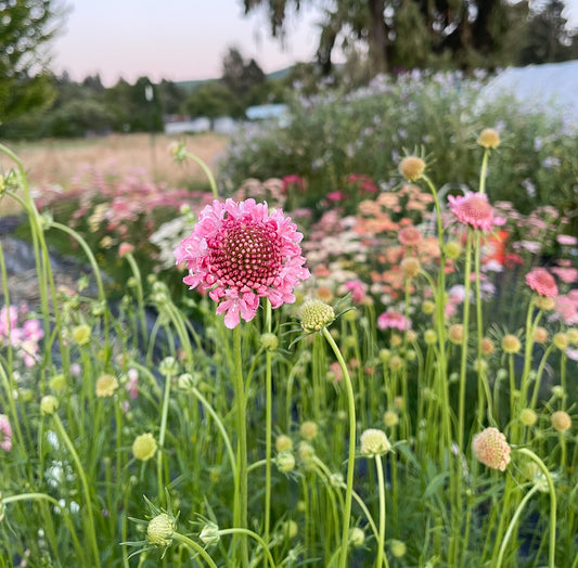 An image of a summer garden with purple lupines blooming in the front, pink yarrow in the middle and a wall of sweet peas in the back with the full moon rising on the horizon.