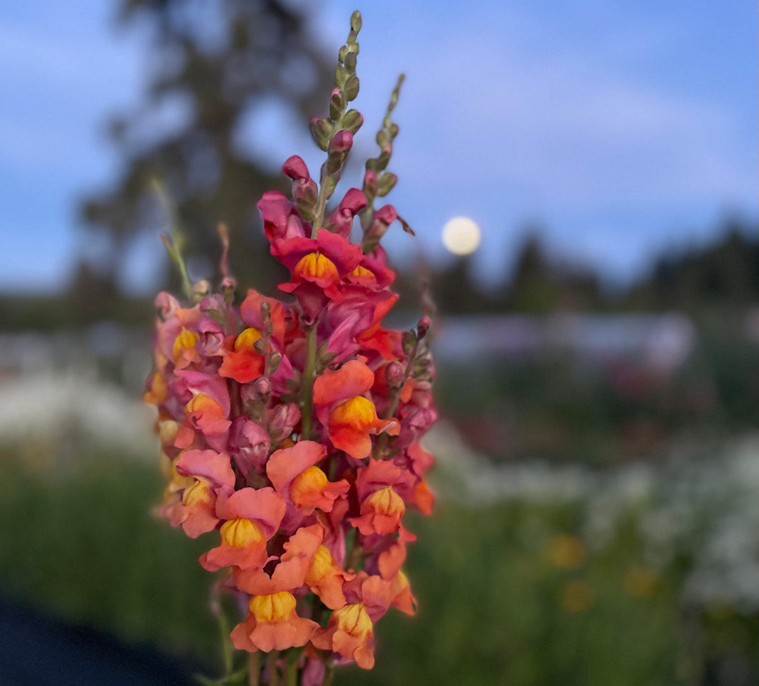 How to grow Snapdragons