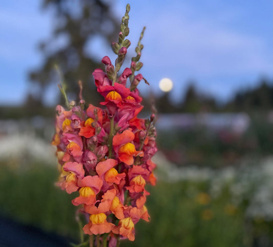 How to grow Snapdragons
