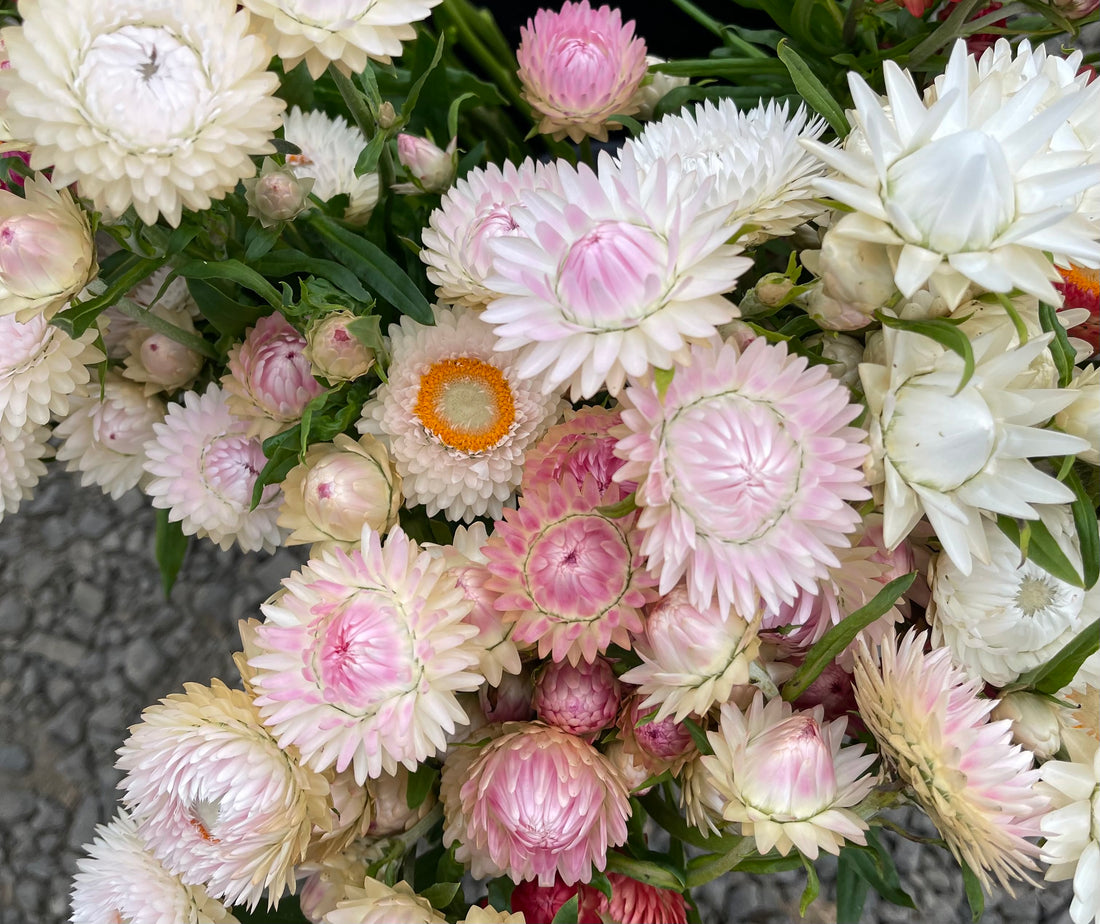 How to Grow Strawflower