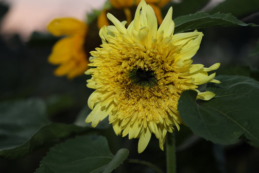 How To Grow Sunflowers