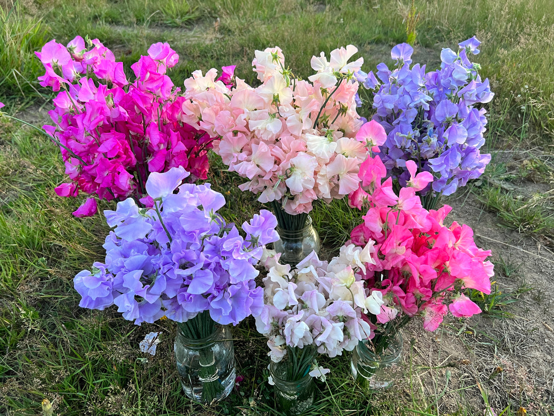 Success with Sweet Peas