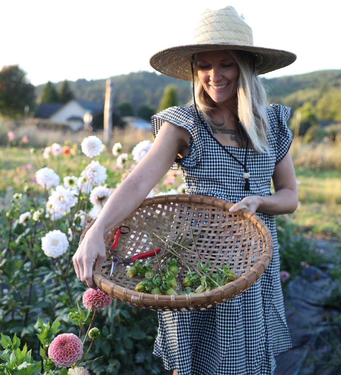 How to Grow Dahlias from Seeds