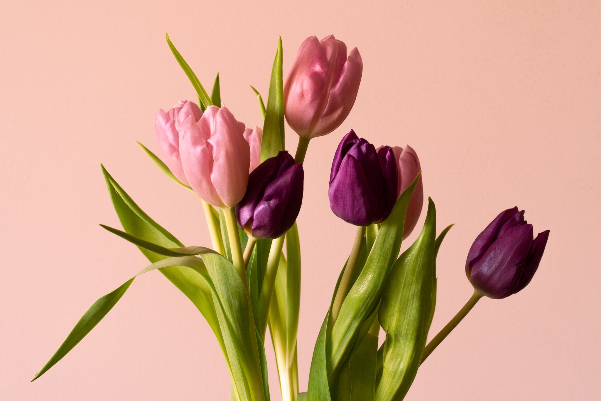 Spring Bulbs FAQ 🌷 – Flower People
