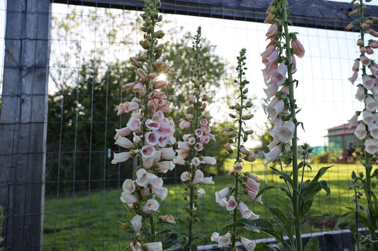 How to grow Foxglove