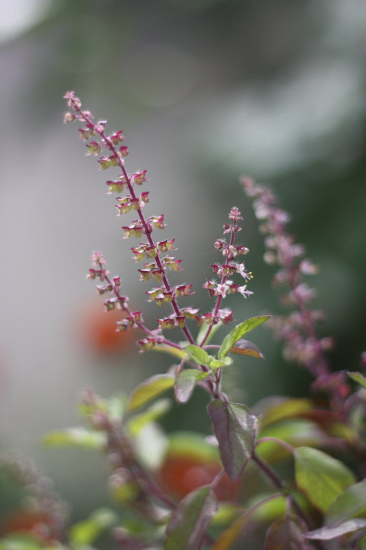 How to grow Basil