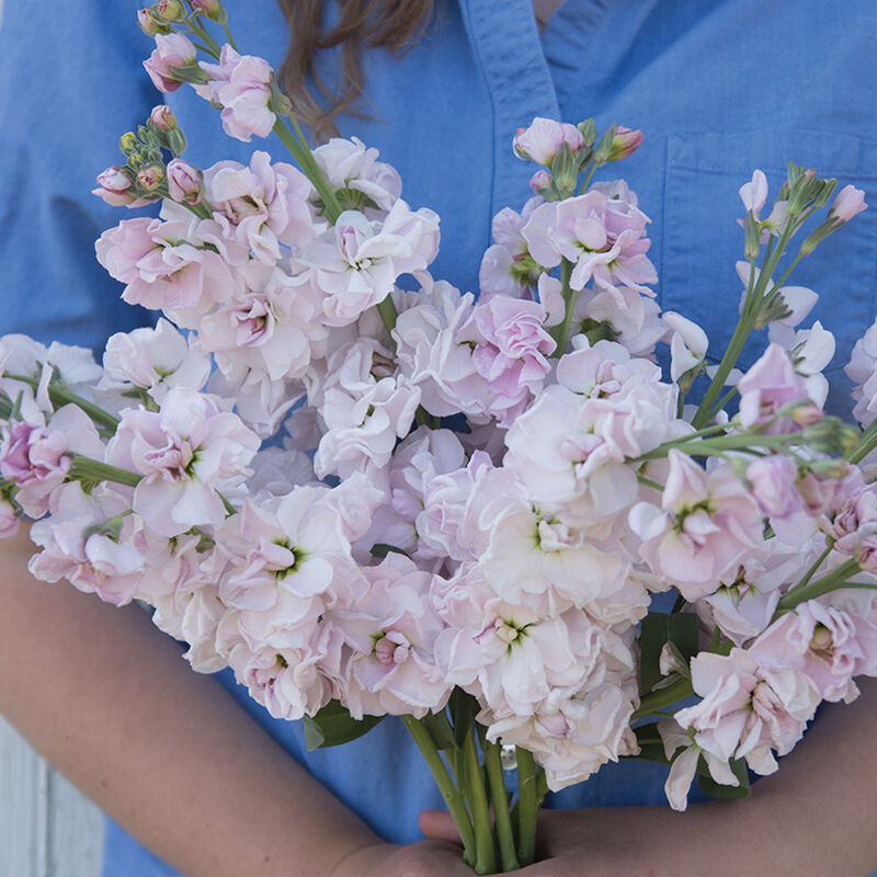 How to grow stock flower people