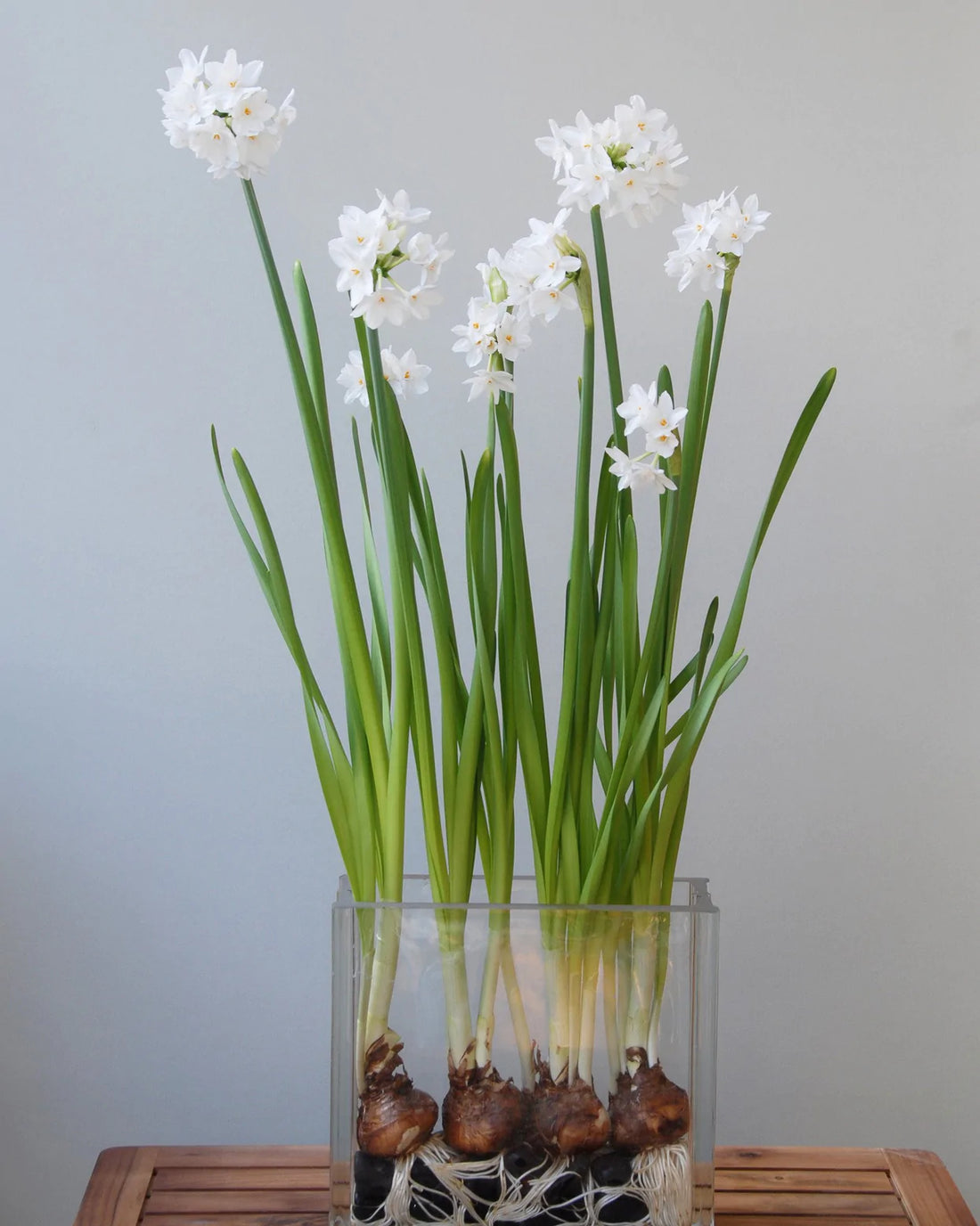 How to grow Paperwhites