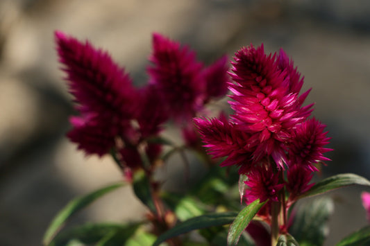 How to grow Celosia