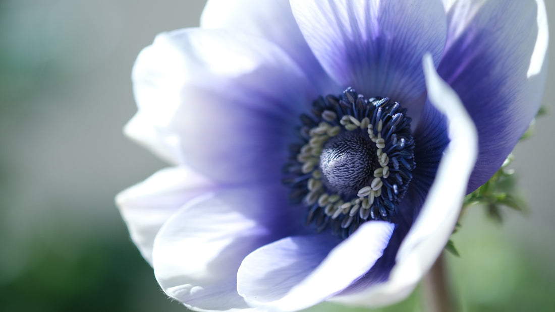 How to grow Anemones