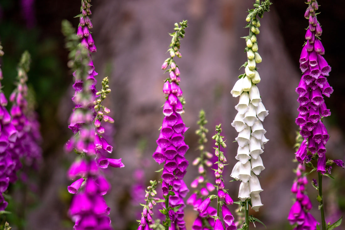 How to grow Foxglove