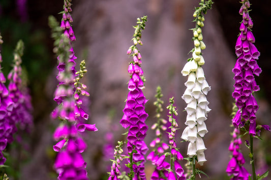 How to grow Foxglove