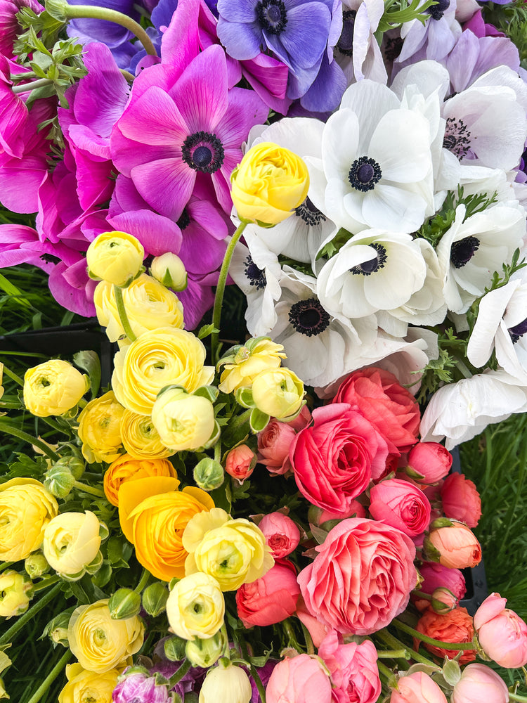 All Fall Planted Bulbs & Corms