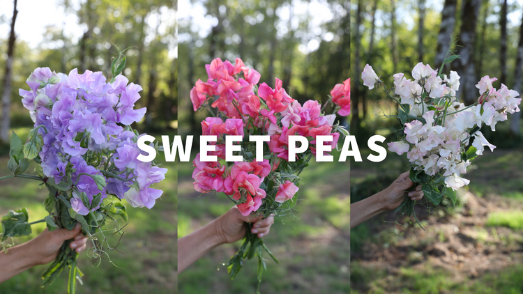 Sweet Peas