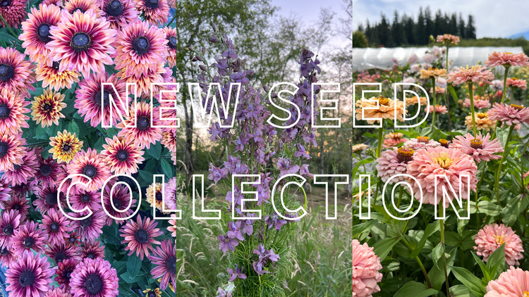 close up of rose hued rudbeckia flowers, a bunch of purple larkspur and pink zinnias
