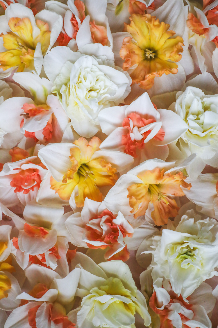A flat lay image of double flowering daffodil flowers with white, pink and peach petals.