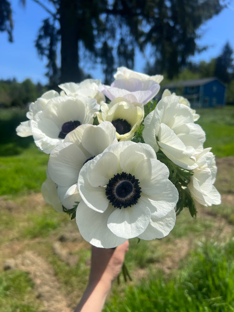 A hand holding a bunch of 3 white flowers with a striking black cetner that looks like an eye.
