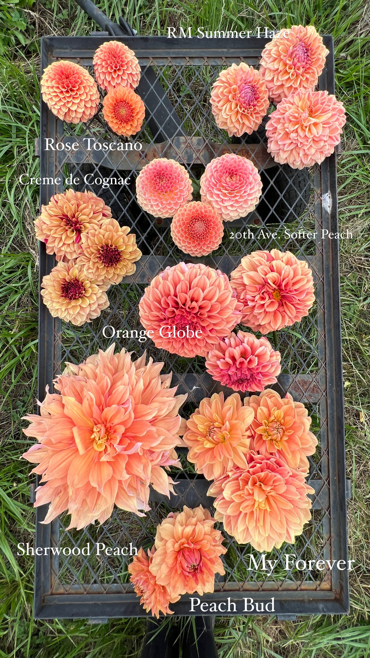Orange Globe Dahlia