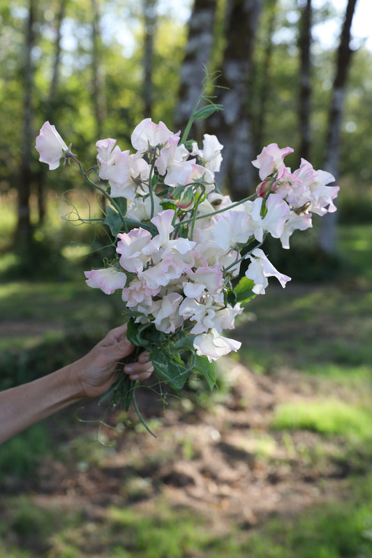 Sweet Pea  'Mollie Rilstone'