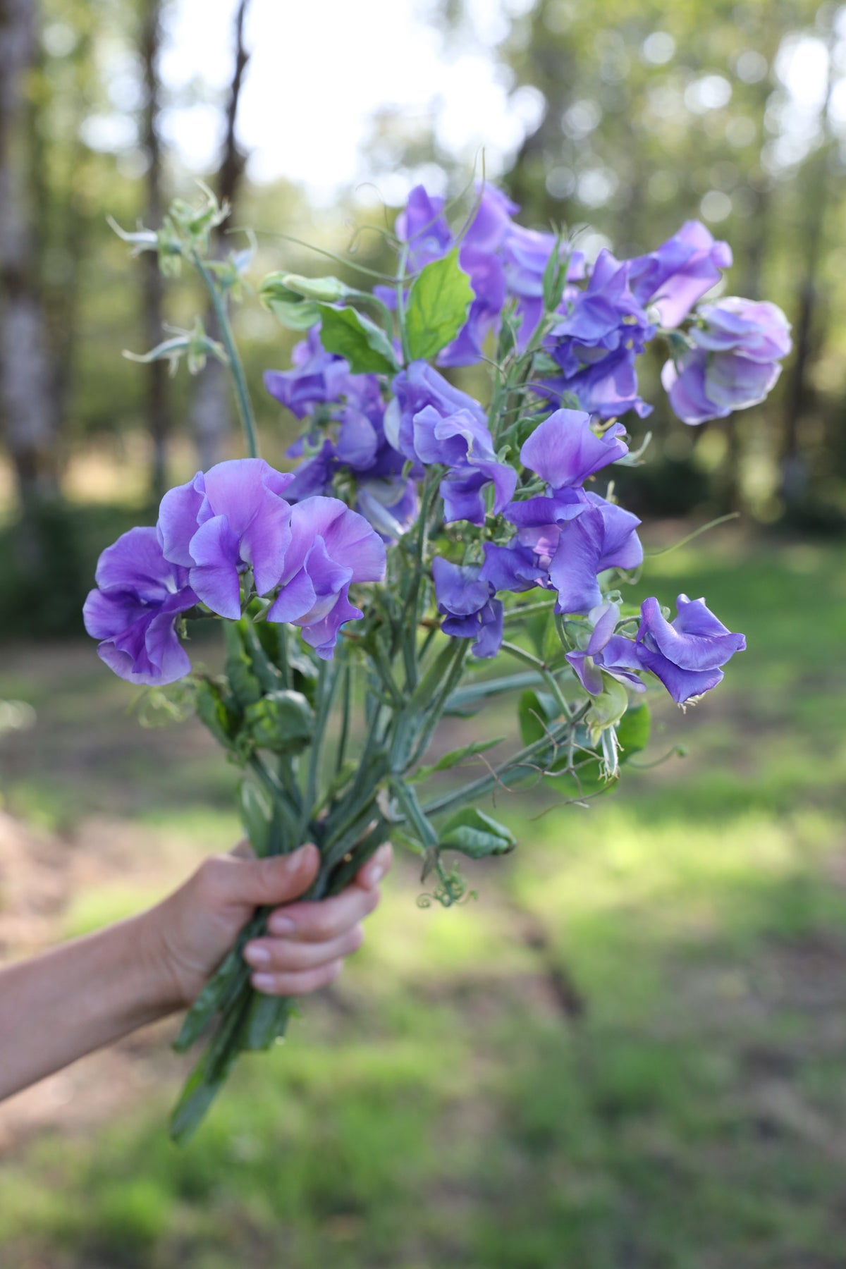 Sweet Pea 'Noel Sutton'