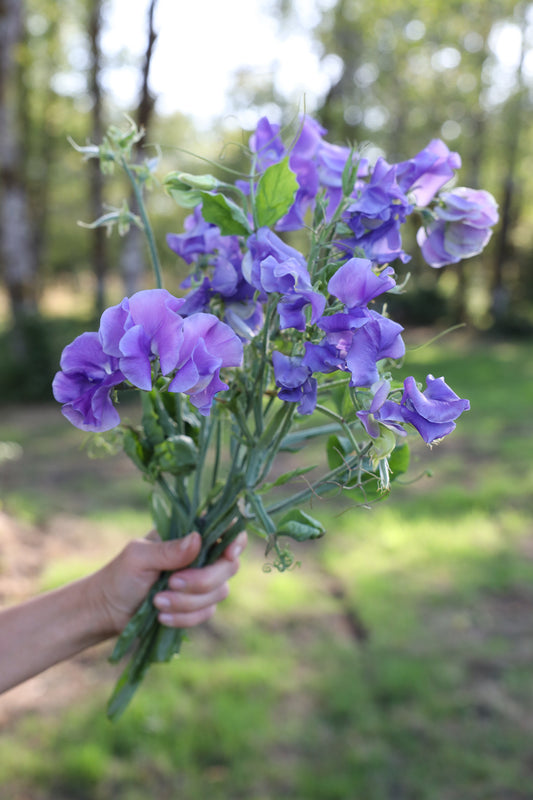 Sweet Pea  'Noel Sutton'