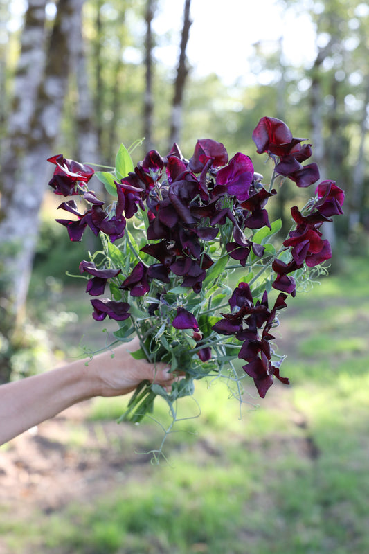 Sweet Pea 'Windsor'
