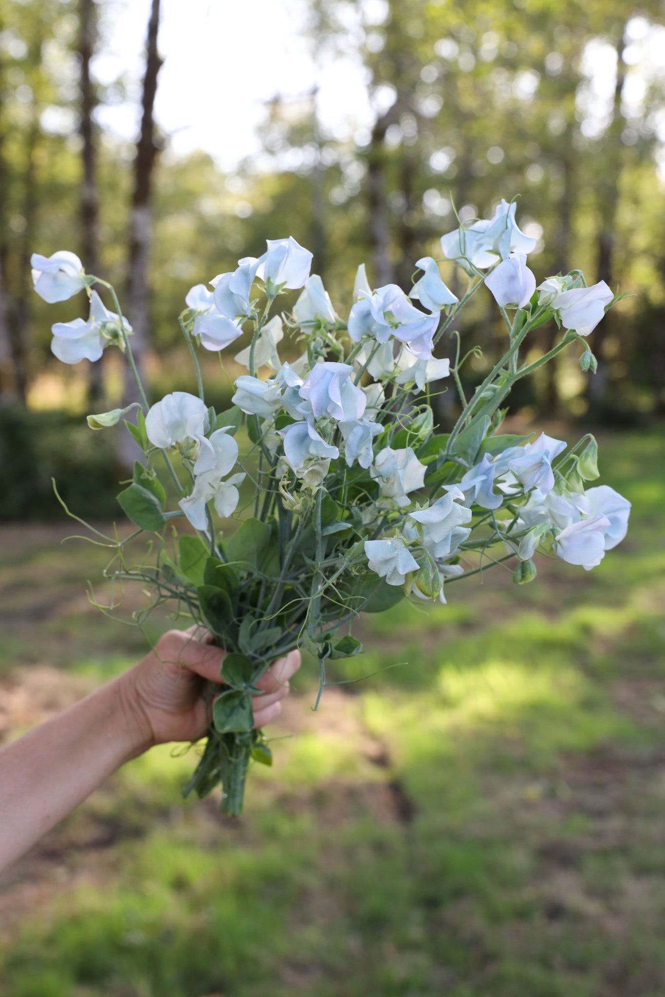 Sweet Pea  'Lunar Blue'