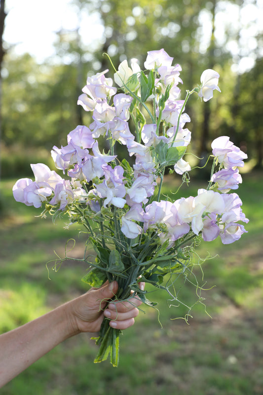 Sweet Pea  'King's High Scent'