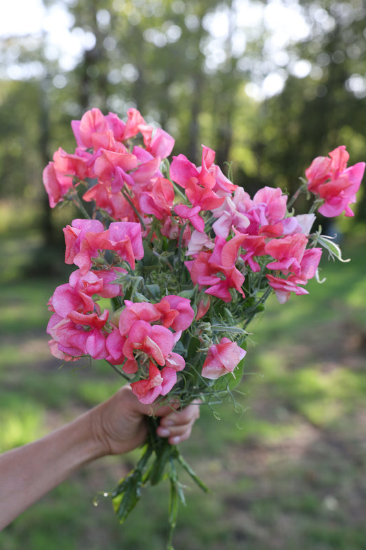 Sweet Pea  'Miss Wilmott'