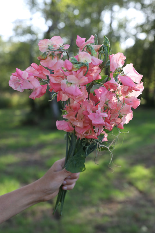 Sweet Pea 'Candy Floss'