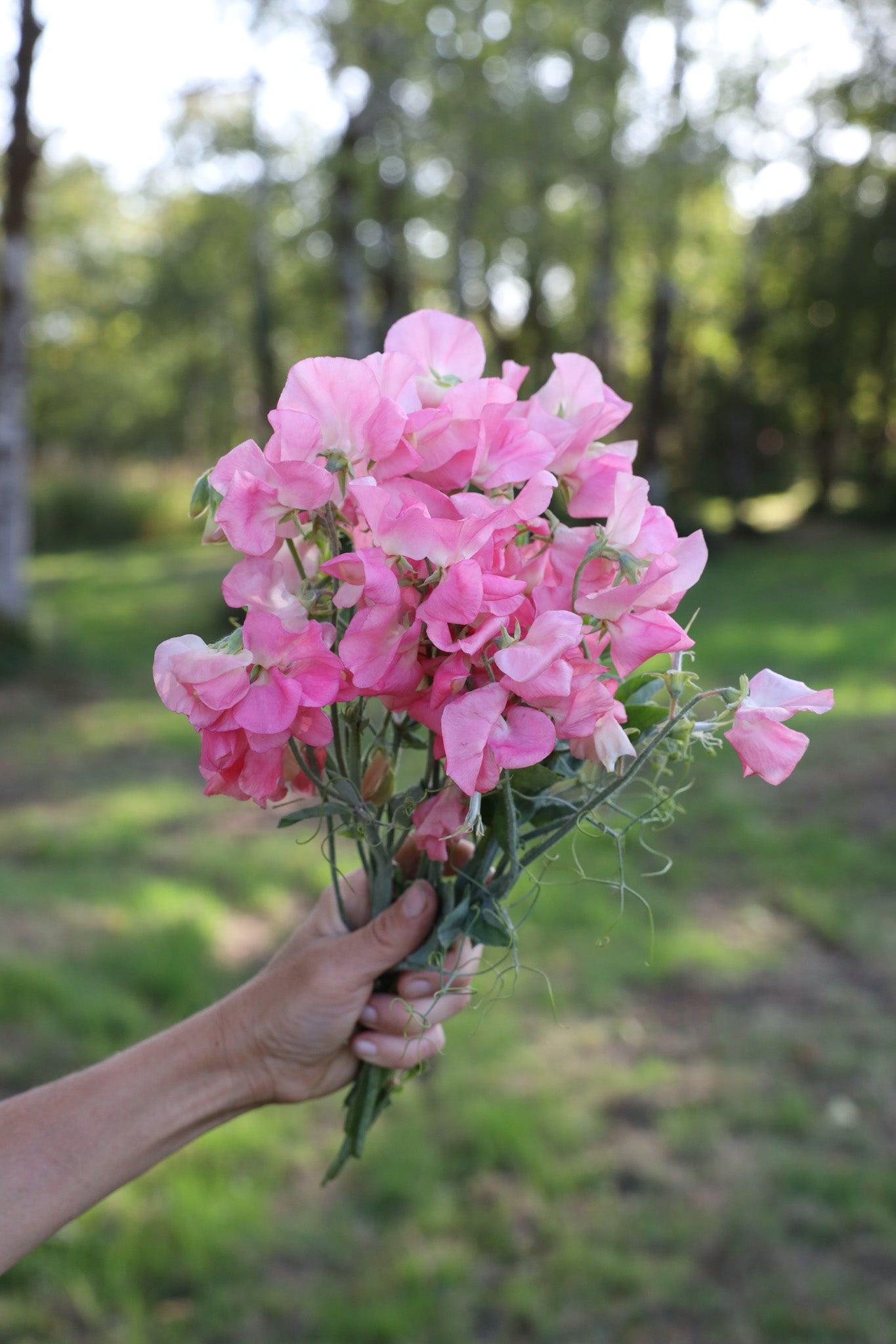 Sweet Pea  'Mammoth Salmon Cream'